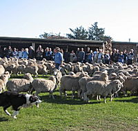 Curringa Farm - Accommodation and Farm Tours - Accommodation QLD