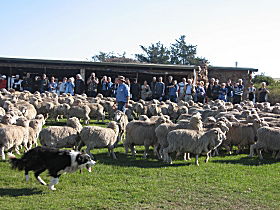 Curringa Farm - Accommodation And Farm Tours - Accommodation QLD 0