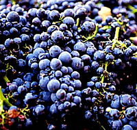 Laurel Bank Vineyard - Accommodation QLD