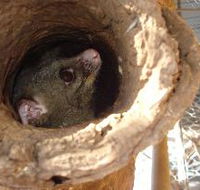 Mulga Sanctuary and Wildlife Park - Accommodation QLD