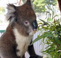 Glen-Forest Tourist Park - Accommodation QLD