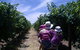 McLaren Vale Orchards - thumb 0
