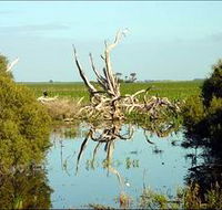 Bool Lagoon Game Reserve and Hacks Lagoon Conservation Park - Accommodation QLD