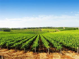 Aldinga Bay Winery - Accommodation QLD 0