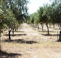 Talinga Grove Olive Oils - Accommodation QLD