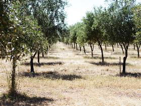 Talinga Grove Olive Oils - Accommodation QLD 0
