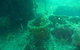 Wallaroo Scuba Club - thumb 0