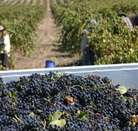 Rolf Binder Wines - Accommodation QLD