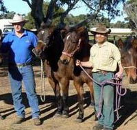 Coffin Bay Brumby Preservation Society Incorporated - Accommodation QLD