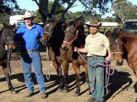 Coffin Bay Brumby Preservation Society Incorporated - Accommodation QLD 0