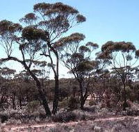 Clements Gap Conservation Park - Accommodation QLD