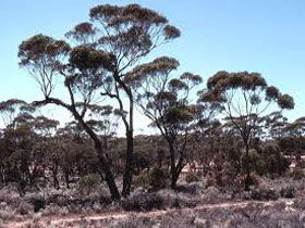 Clements Gap Conservation Park - Accommodation QLD 0