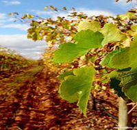 Mirabella Vineyards - Accommodation QLD