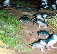 Penneshaw Penguin Centre - Accommodation QLD