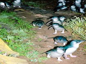 Penneshaw Penguin Centre - Accommodation QLD 0
