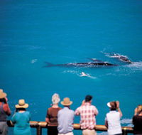 Whale Watching At Head Of Bight - Accommodation QLD