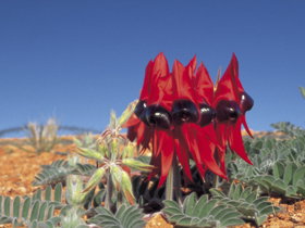 Alan Mclellan Lookout - Accommodation QLD 0