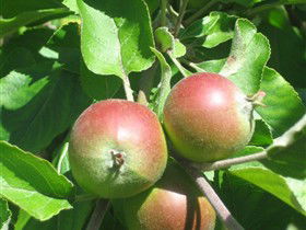 Sage Cooking School - Accommodation QLD 0