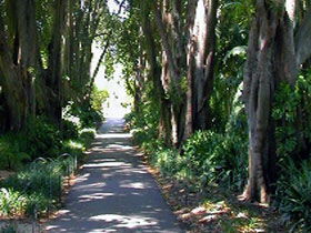 Adelaide Botanic Garden - Accommodation QLD 0