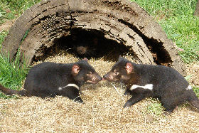 Gunns Plains TAS Accommodation QLD