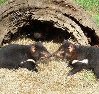 Wing's Wildlife Park - Accommodation QLD
