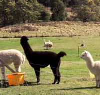 Maydena Country Cabins Accommodation  Alpaca Stud - Accommodation QLD