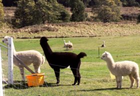 Maydena Country Cabins Accommodation & Alpaca Stud - Accommodation QLD 0