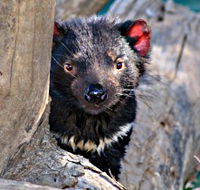 Trowunna Wildlife Sanctuary - Accommodation QLD