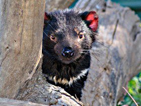 Trowunna Wildlife Sanctuary - Accommodation QLD 0