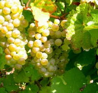 Winstead Vineyard - Accommodation QLD
