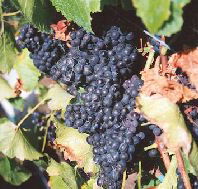 Darlington Vineyard - Accommodation QLD