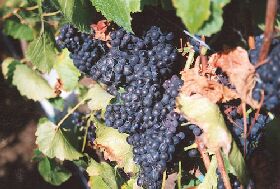 Darlington Vineyard - Accommodation QLD 0
