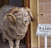 Tasmanian Wool Centre - Accommodation QLD