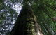 Styx Big Tree Reserve - thumb 0