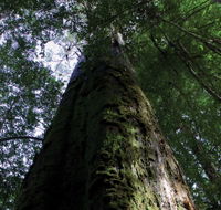 Styx Big Tree Reserve - Accommodation QLD