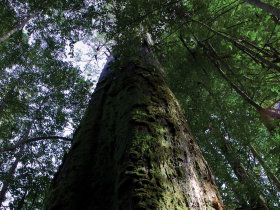 Styx Big Tree Reserve - Accommodation QLD 0