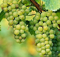 TP Vineyards - Accommodation QLD