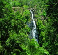 Kondalilla National Park - Accommodation QLD