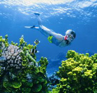The Whale Dive Site