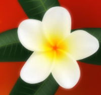 Well Retreat - Day Spa and Teahouse - Accommodation QLD
