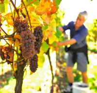 Native Point Wines - Accommodation QLD