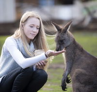 Bonorong Wildlife Sanctuary - Accommodation QLD