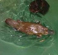 Platypus House - Accommodation QLD