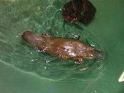 Platypus House - Accommodation QLD 0