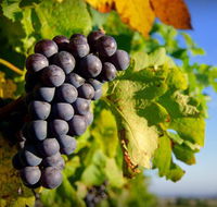Panorama Vineyard - Accommodation QLD