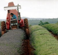 Bridestowe Lavender Farm - Accommodation QLD