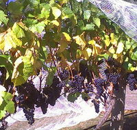 Palmara Vineyard - Accommodation QLD