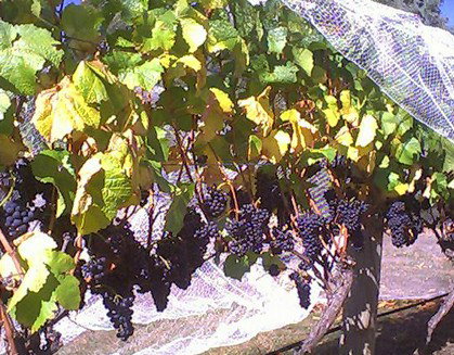 Palmara Vineyard - Accommodation QLD 0