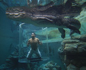 Crocosaurus Cove - Accommodation QLD 0