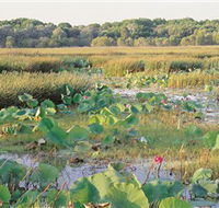Fogg Dam Conservation Reserve - Accommodation QLD